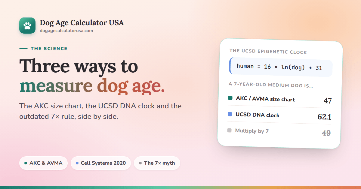 Infographic comparing three dog age methods for a 7-year-old medium dog: the AKC/AVMA size chart gives 47 human years, the UCSD DNA clock (human age = 16 × ln(dog age) + 31) gives 62.1, and the outdated multiply-by-7 rule gives 49.